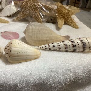 Sea shell long, shiny, vintage